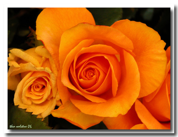Who does not love orange?