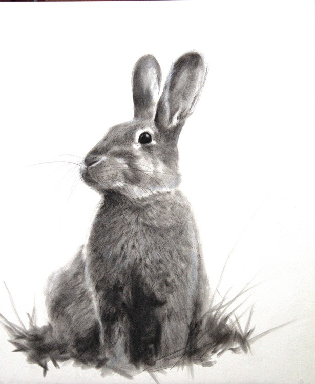Rabbit #1