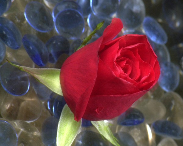 single rose bud