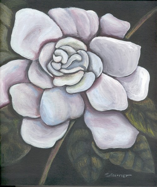 Gardenia
