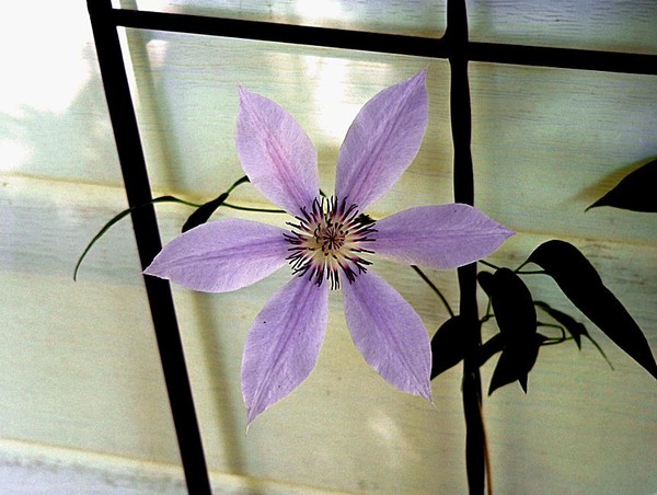 Clematus