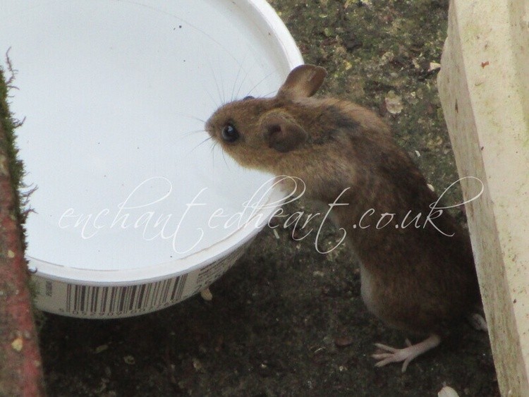 imageedit 3 9448049836