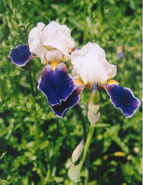 Mom's Iris