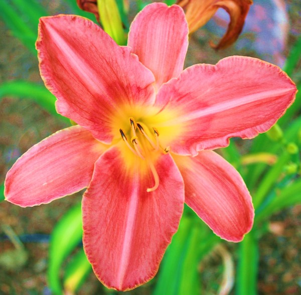 Pink Lily