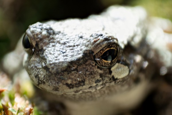 Grey Tree Frog