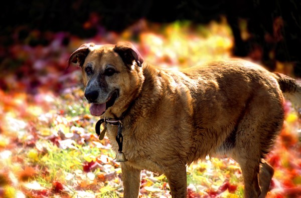 Chuck in the Fall