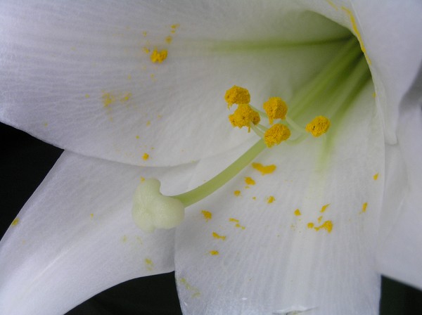 Dripping Pollen