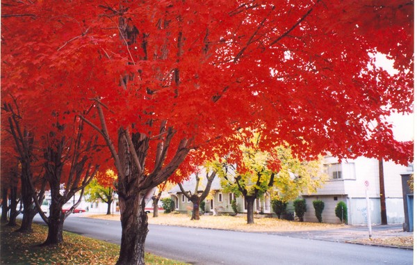 Autumn Glory