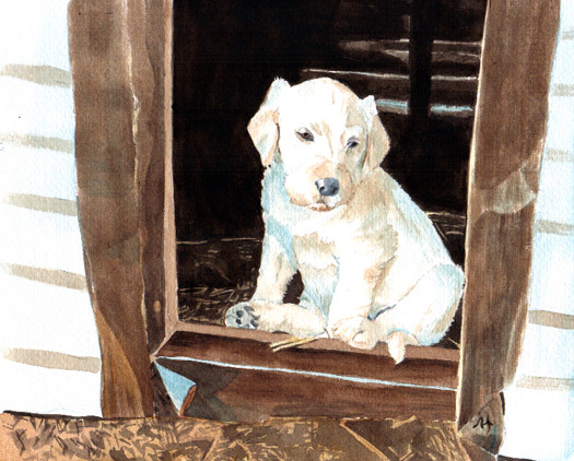 White Labradoodle pup 2