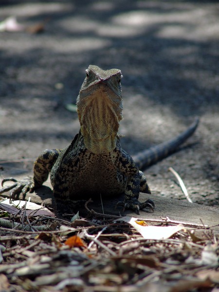 Big Lizard