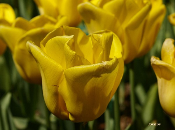 The Tulip Yellow flight