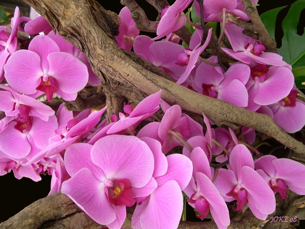 Orchids