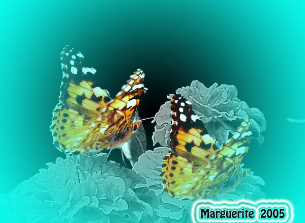 Butterflies in Blue