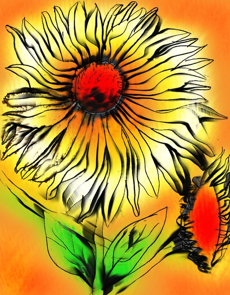 Sunflower