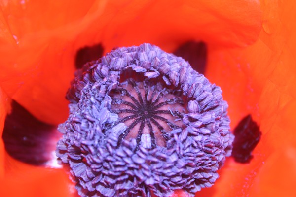 Poppy Pistle