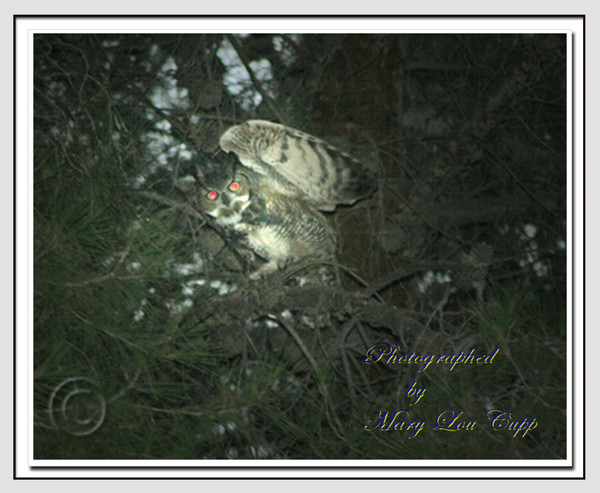 Great Horned Owl