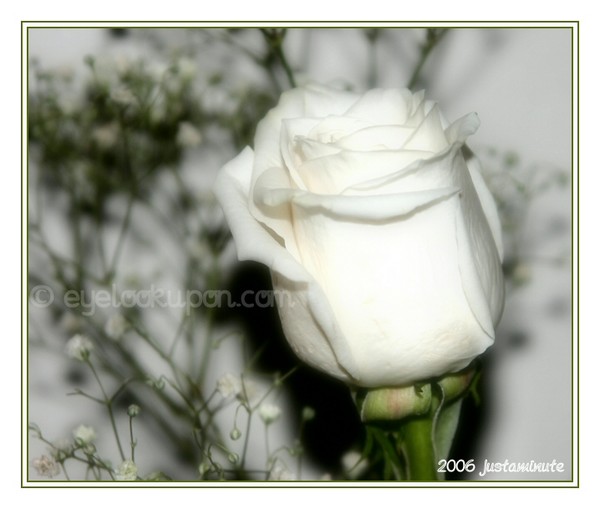 Pure and White
