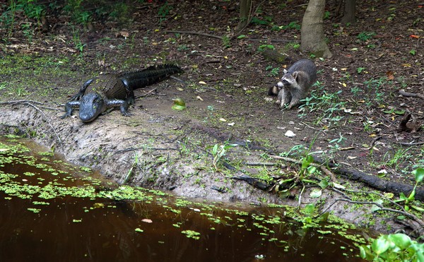 Dangerous meeting