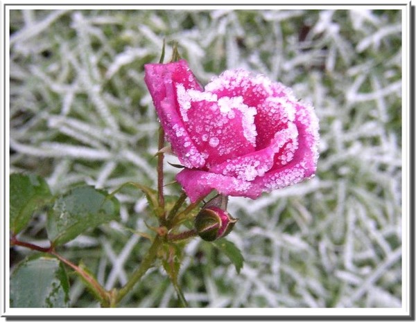 Poor little rose..