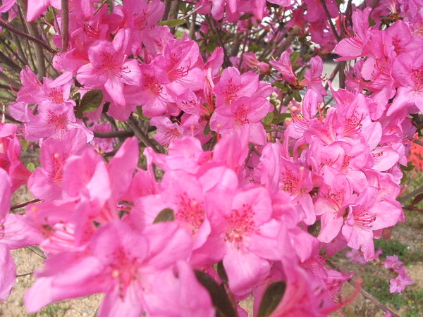 In Bloom