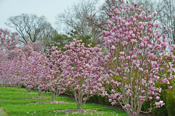 Magnolias