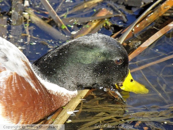 Duck