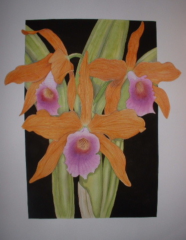 Laelia tenebroa