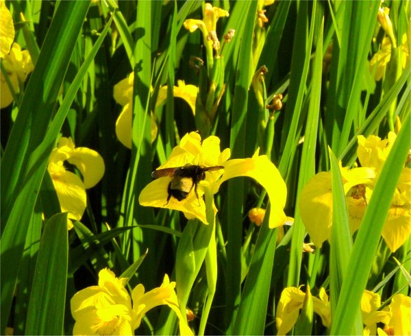Busy Bee