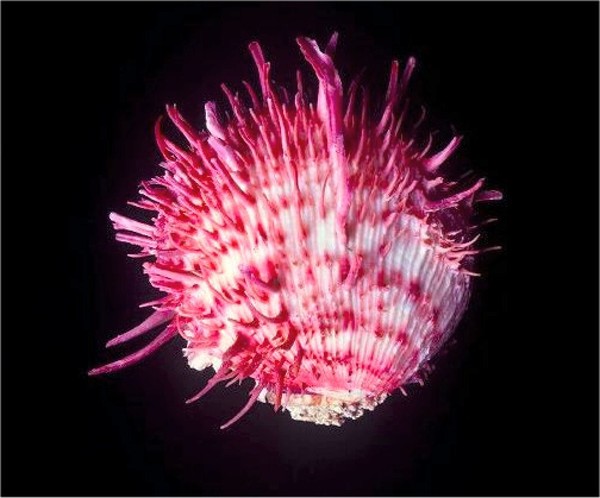 Spiny Oyster