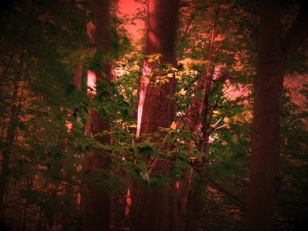 The Dark Forest