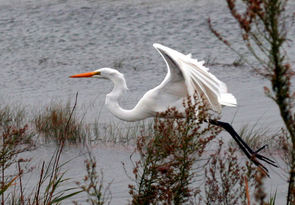 Egret 2