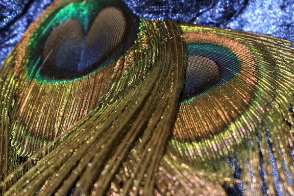 Peacock Splendor