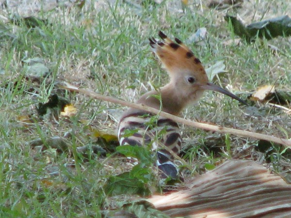 Woodpecker