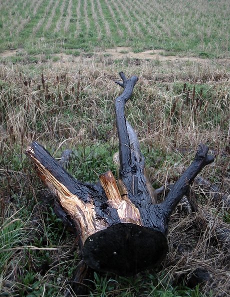wood thrown away