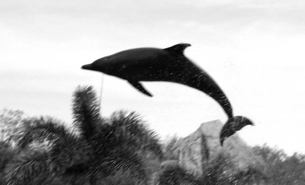 Dolphin in the Air!