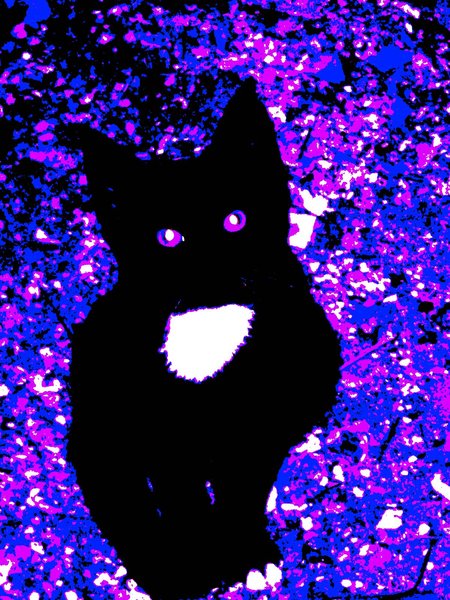 Midnight Bloo