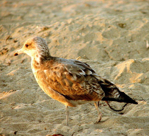 Lonely Bird