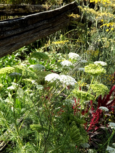 Country Wild Garden (Two)