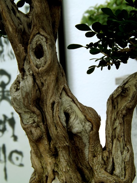 Bonsai Tree (One)