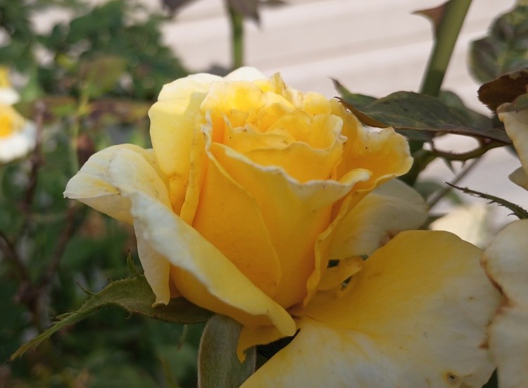 Yellow Roses 2
