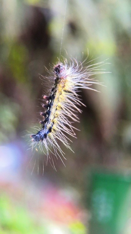 A Future Butterfly
