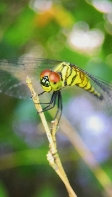 Dragonfly