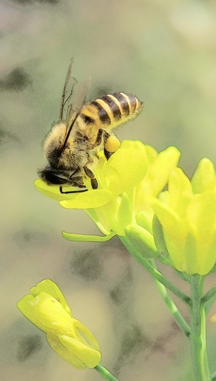 busy bee