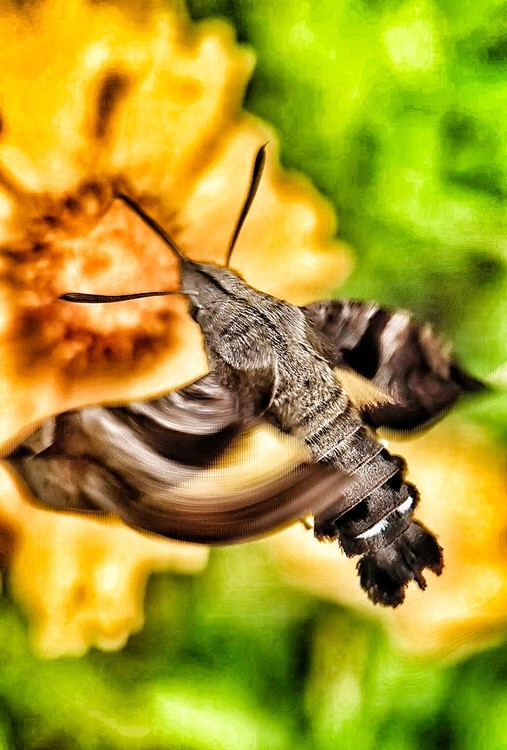 Is it a bee?