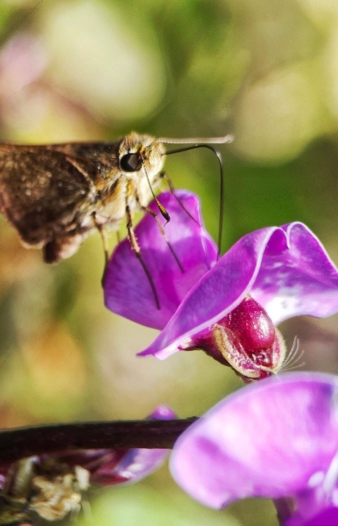 delicious pollen