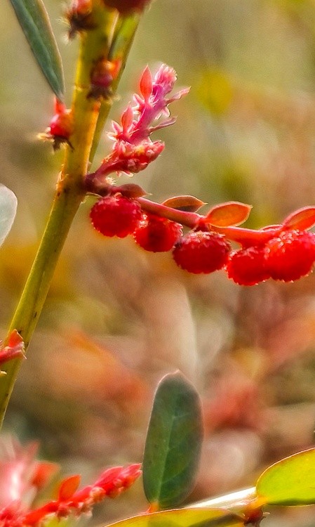 autumn melody