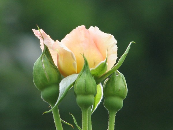 Peach Rose