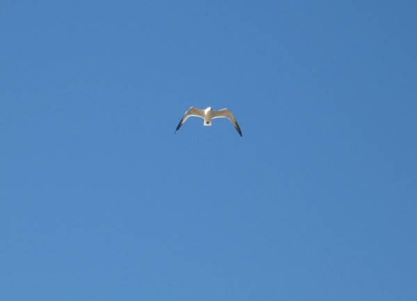 Freedom