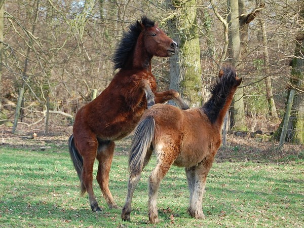 Colts at Play