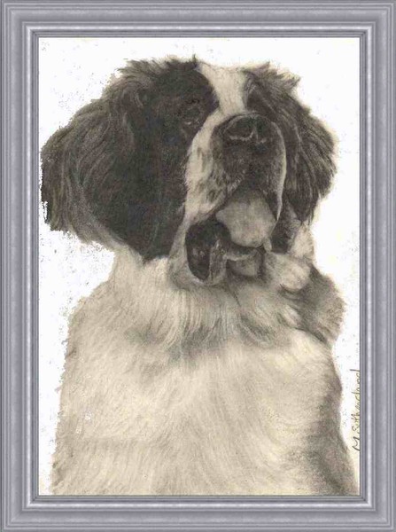 St Bernard Portrait